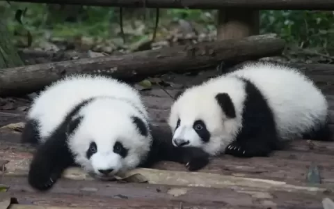 Pandabuy：出海电商创业2年利润过亿，反向海淘新风口？