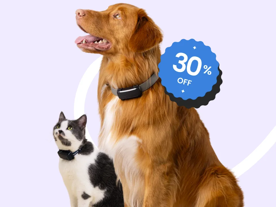 年收超8亿，爆卖百万台！宠物智能项圈横扫全球